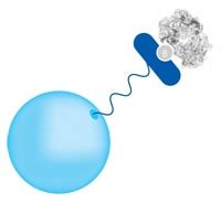 Streptavidin-Coupled (Magnetic Beads) | Life Science Research | EMD ...