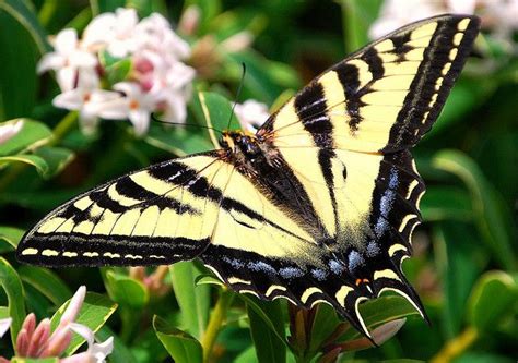 Western Tiger Swallowtail | Animals Pets Nature | Pinterest