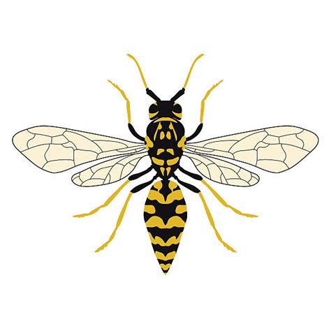 Wasp Clip Art, Vector Images & Illustrations - iStock