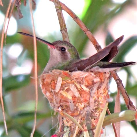 Desert Colors: Hummingbird Nest