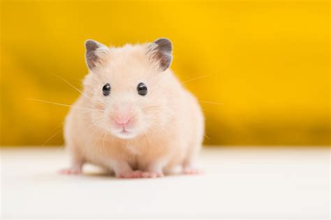 Hamster Names: 500+ Cute Names for Hamsters | My Pet's Name