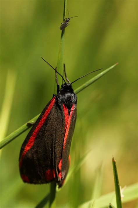 Cinnabar Moth | Cultivating Forest Stewardship