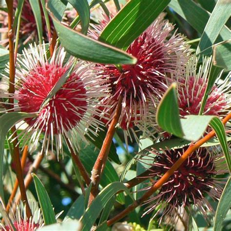 Buy HAKEA Seeds Online | Australian Seed Store | Australian Seed