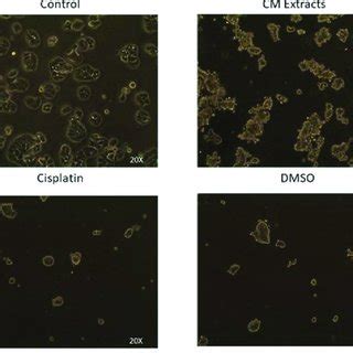 Morphological changes of HT-29 cancer cell. Cells are imaged by ...