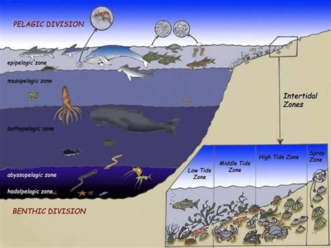 Ocean Zones | Ocean zones, Layers of the ocean, Ocean ecosystem