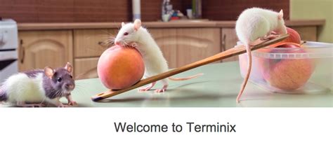 TERMINIX PEST CONTROL - 4215 Monterey Dr, Memphis, Tennessee - Pest Control - Phone Number - Yelp