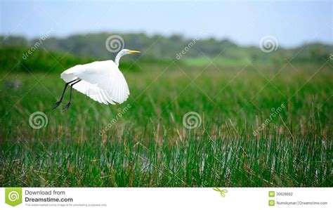 Intermediate Egret is Flying Stock Photo - Image of heron, feather ...