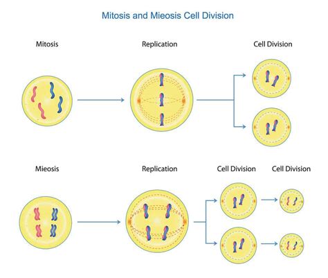 Mitosis vs Meiosis: What Are the Main Differences? - A-Z Animals