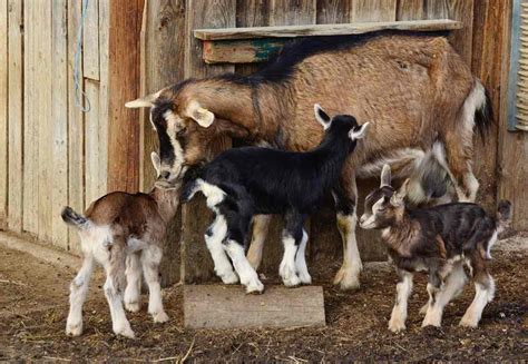 Dairy Goat Breeds, List, Milk Production, Breeding | Agri Farming