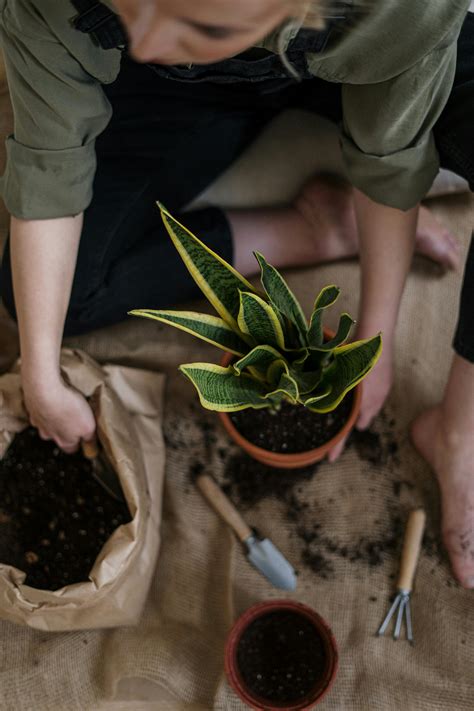 Person Holding Green Plant in Brown Clay Pot · Free Stock Photo