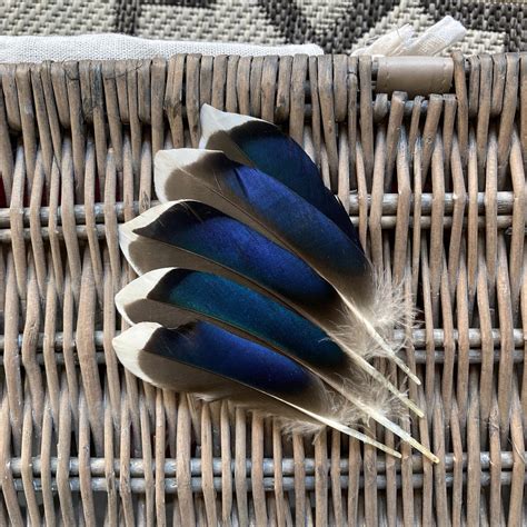 The Feather Shop | Blue Mallard Duck Feathers | UK Suppliers