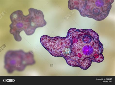 Entamoeba Gingivalis Image & Photo (Free Trial) | Bigstock