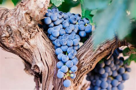 The essential guide to Spanish Garnacha - Decanter