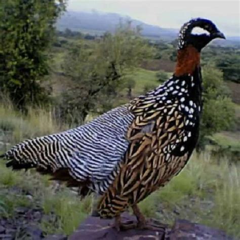 Sindh wildlife dept proposes ban on bird hunting amid floods