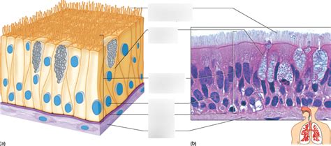 Pseudostratified Columnar Epithelium Diagram