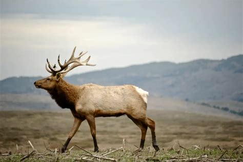 The Elk: Everything You Need To Know - Cool Wood Wildlife Park