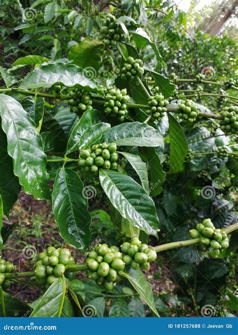 Green Coffee Seeds of Robusta Coffee Plant Stock Photo - Image of plant, branch: 181257688