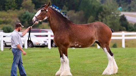 Clydesdale Horse Breed Profile: History, Facts, Stats & More