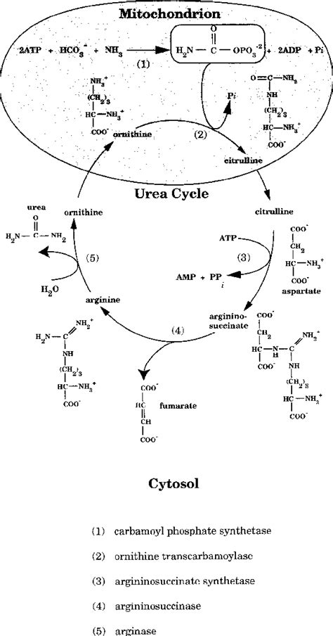 Carbamoyl phosphate synthetase | Semantic Scholar