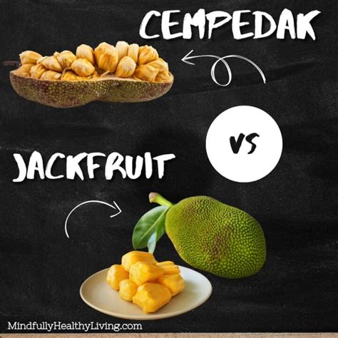 Cempedak vs Jackfruit: Differences, Uses, and Benefits Mindfully ...