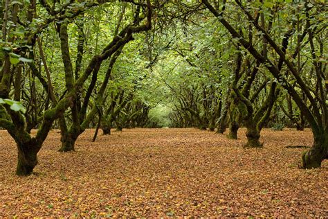 The Lost Forest Gardens of Europe