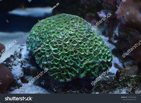 Corals Marine Invertebrates Within Class Anthozoa Stock Photo 1323510449 | Shutterstock