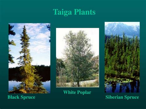 Taiga Biome Plants List | Hot Sex Picture