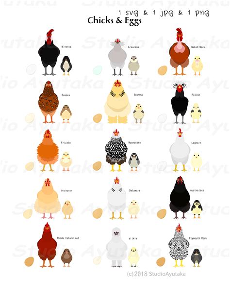 15 Chicks and Eggs by Breeds Svg Png Jpg 1620'' | Etsy