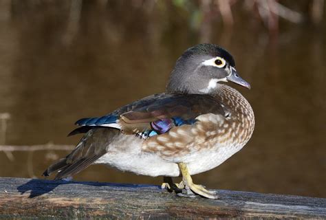 Wood Duck - Facts, Habitat, Diet, Call, Migration and Pictures