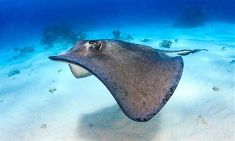 10 Incredible Stingray Facts - WikiPoint - Wiki Point