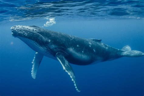 Related image | Whale, Whale pictures, Humpback whale