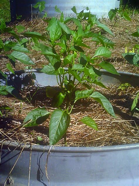 Bell Pepper Plant in Raised Bed | For some great tips, techn… | Flickr