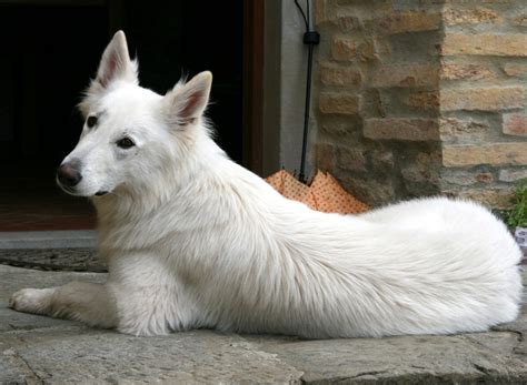 图片素材 : 脊椎动物, 动物肖像, 白色牧羊人, 瑞士牧羊犬, 狗喜欢哺乳动物, 狗品种组, 西部高地白梗, berger blanc suisse 1920x1408 ...