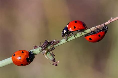 What Do Ladybugs Eat? – WhatBugIsThat