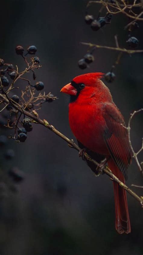 Cardinal Wallpapers - Wallpaper Cave