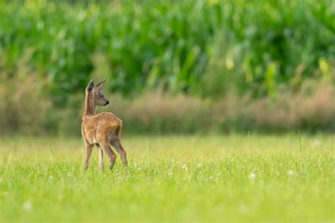 HD wallpaper: brown four-legged animal on grass field, deer, fawn, green, young | Wallpaper Flare