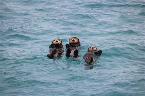 Sea Otters Alaska - Outdoor Industry Association