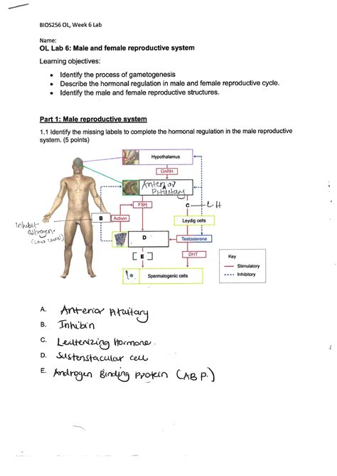 WEEK 6 LAB Report - it gives a guide to the anatomy and physiology lab ...