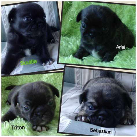 Japugs Pug and Japanese Chin we are available for 600.00 call us today for your new best friend