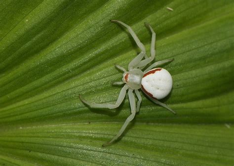 White Spider - Rezepte Suchen