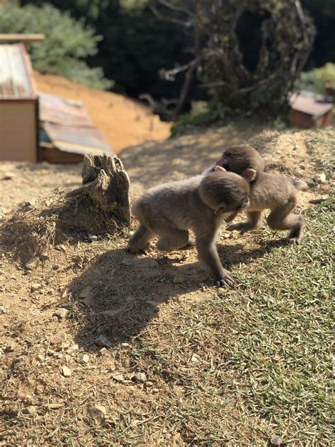 Baby macaques playing. : aww