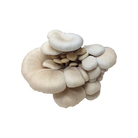 Elm Oyster Mushroom Grow Kit – Mushroom Meadows