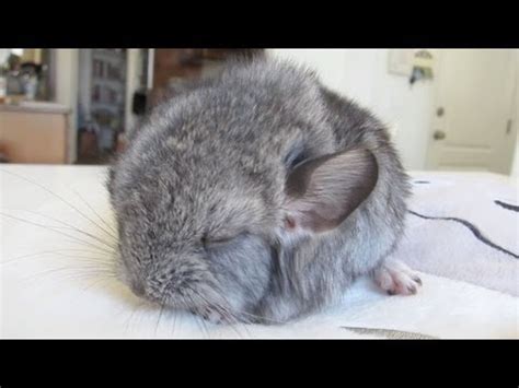 Sleeping baby chinchilla! : aww