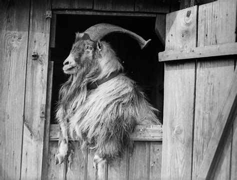 Old Goat Photograph by Fox Photos - Pixels