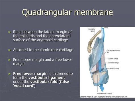 PPT - The Larynx PowerPoint Presentation, free download - ID:5370168