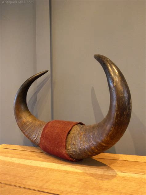 Antiques Atlas - A Large Pair Of Buffalo Horns as288a431