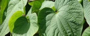 Health Benefits of Kava - NaturalAlternativeRemedy