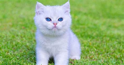 White Cat Names - 125+ Awesome Ideas