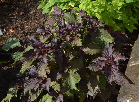 Purple Basil | Central Texas Gardener