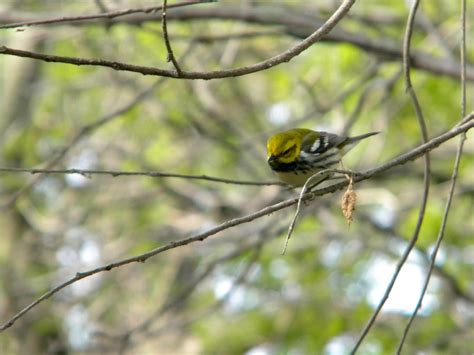 Slow Birding: Magee Marsh--Hooray!